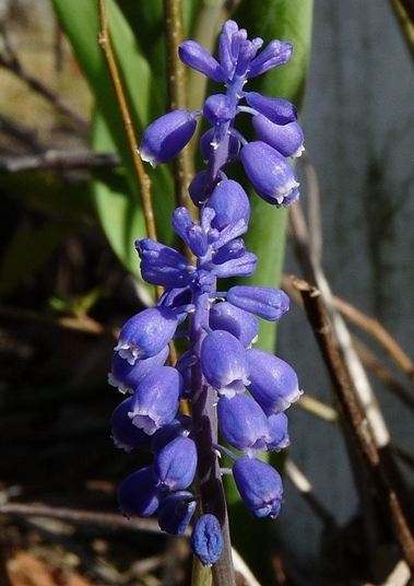 {Muscari botryoides}